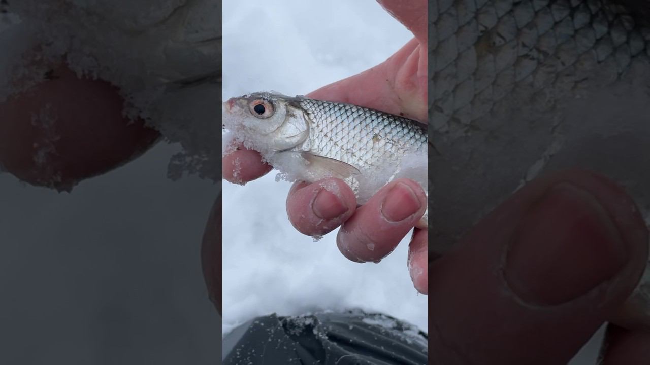 На первой поклёвке плотва #рыбалкакстово #первыйлёд #плотва #зимняяудочка смотреть онлайн