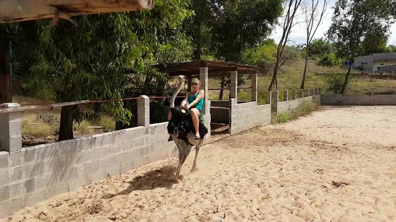 Ostrich Riding Like A Champ