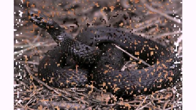 Самые опасные животные мира смотреть онлайн