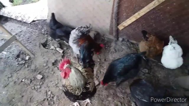 #влог//Не Покупайте Этих Кур!//Мой Опыт Покупки Кур//Жизнь на Кубани. смотреть онлайн