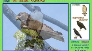 Канюк. Сарыч. Америка. Голоса птиц
