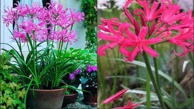 Letter N Flower Facts🌸(Nelumbo, Nemesia ,Nerine, Nerium , Nemophila) | A-Z Flower Series смотреть онлайн