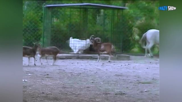 БАРАНЫ И КОЗЛЫ АТАКУЮТ! ПРИКОЛЫ С БАРАНАМИ СМЕШНЫЕ КОЗЛЫ #6