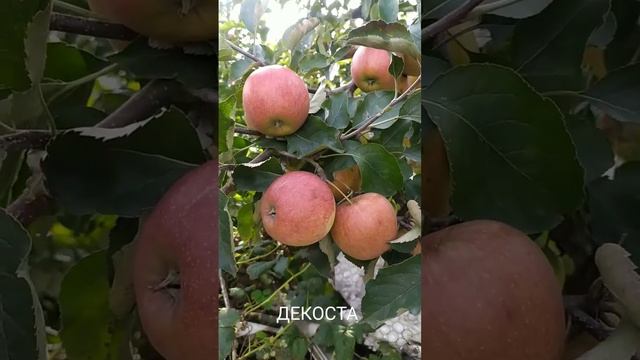 Яблучка сорту Джонаголд Декоста. смотреть онлайн