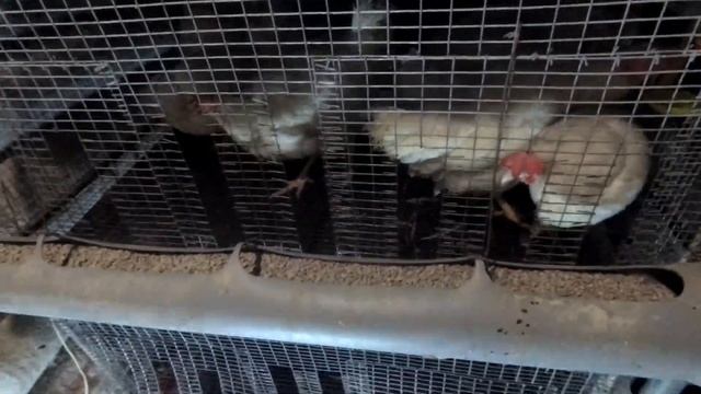 Приехал на Дачу в СНТ и купил КУР Супер Ник смотреть онлайн