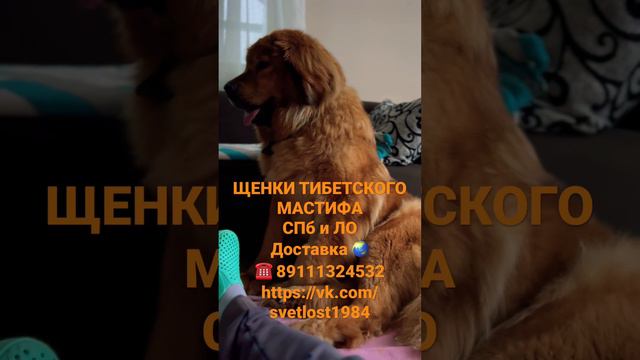 ПРОДАЖА ЩЕНКОВ ТИБЕТСКОГО МАСТИФА КИТАЙСКИЙ ТИП. смотреть онлайн
