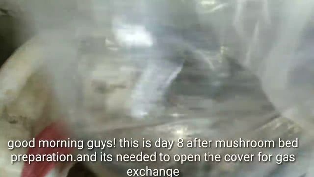 Wow! New technology. Growing volvariella mushroom on a Cardboard смотреть онлайн