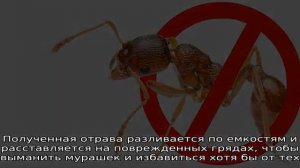 Борная кислота от муравьев