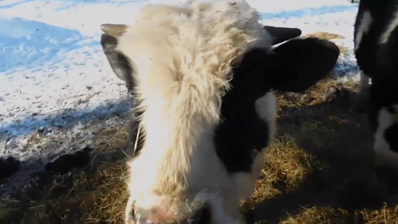 Чем кормить Скотину? Весь сенаж замерз! смотреть онлайн