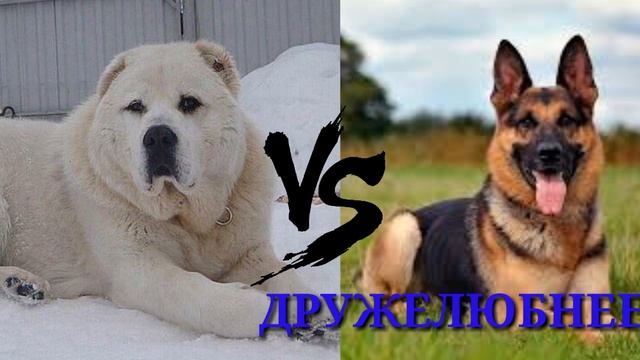 Алабай против Немецкой овчарки//Кто сильнее//Среднеазиатская овчарка//Немецкая овчарка// смотреть онлайн