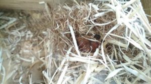 Домик для шмеля. Часть 2 #Стрелёнки