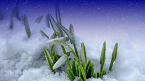 Футаж. Цветы на снегу 63