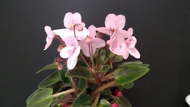 三岁迷你紫罗兰，祝您新年快乐！（Subtitles）Three-year-old mini violet wish you a happy new year! смотреть онлайн