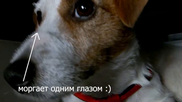 Джек Рассел в самолете смотреть онлайн