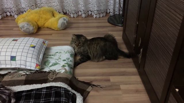 турецкая ангора Ньютон, не хочу спать!