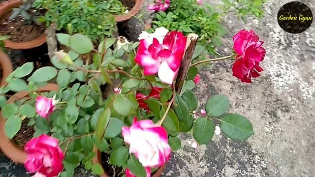 Rose Varieties, George Burns, Red Intuition, Sentimental and many more, by Garden Gyan смотреть онлайн