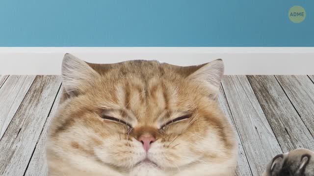 Вот почему ваша кошка любит залезать в коробки ,почему закапывает еду и много всего о вашей кисе смотреть онлайн