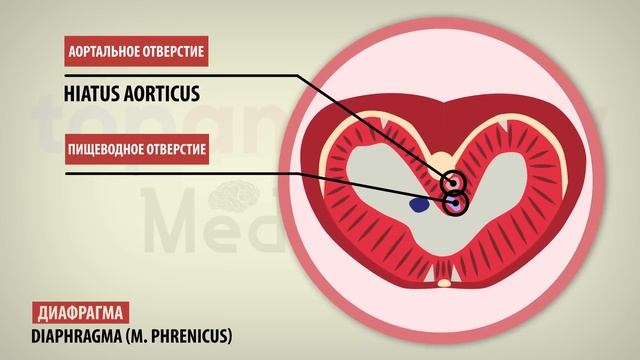 Диафрагма смотреть онлайн