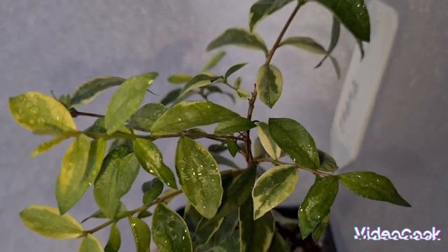 Мирт Гранд 2 смотреть онлайн