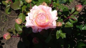 Чайно гибридная роза!Принцесса Шарлен де Монако! Princesse Charlene De Monaco, Меян 2011г?