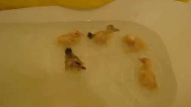 утята плавают в воде))) смотреть онлайн