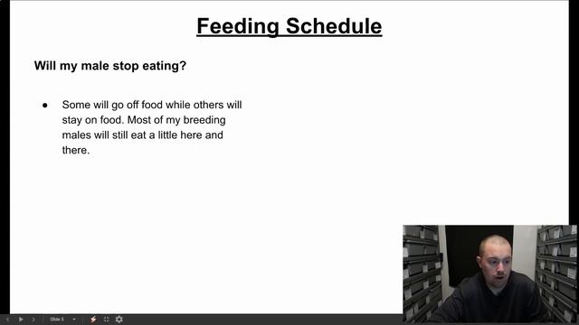 Does Your Male Ball Python Have What it Takes to Breed смотреть онлайн