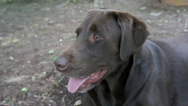 Sony NEX-5 Video Quality смотреть онлайн