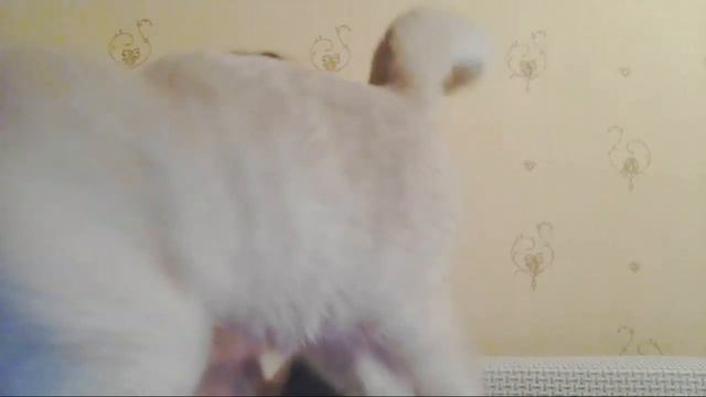 Выбросили кошку.Жестокость пораждает жестокость... смотреть онлайн