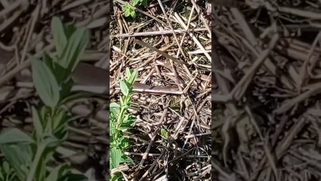 весняний коп з фортуна М3 смотреть онлайн