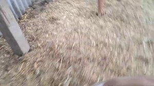 Сухое молоко для телят. И про обереги