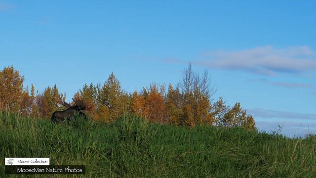 Moose Love by the Watering Hole смотреть онлайн