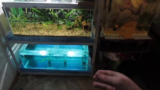 отсадил икру коридорасов с общего аквариума смотреть онлайн