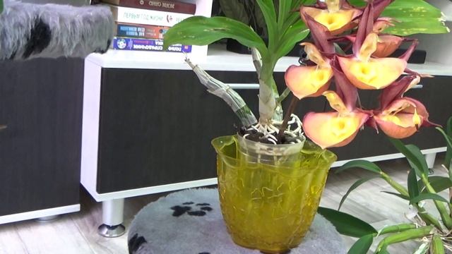 Цветуны Июня Новый Catasetum Orchidglade , Schomburgkia Thomsoniana и новый гибридик от Mituo )