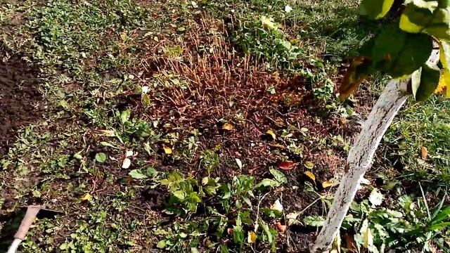 Обрезка Цветочка??? ВЕРБЕЙНИК на Зиму.    15 октября 2022г.?????