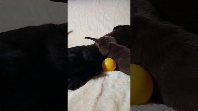 чёрный щенок лабрадора .black labrador puppy смотреть онлайн