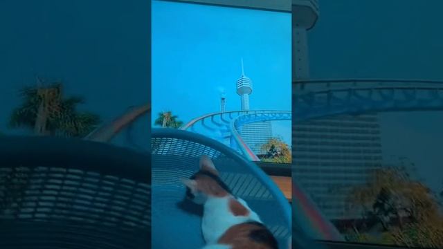 КОТ РАЗВЛЕКАЕТСЯ???