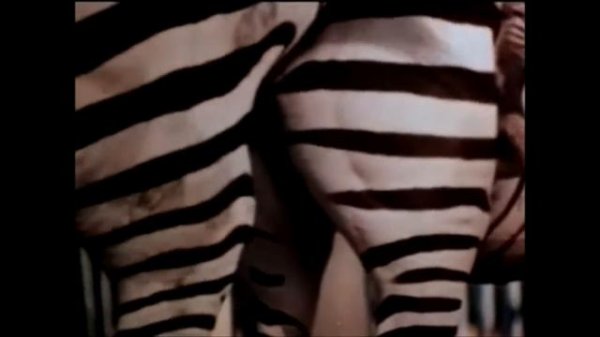 Zebra Mating Documentary