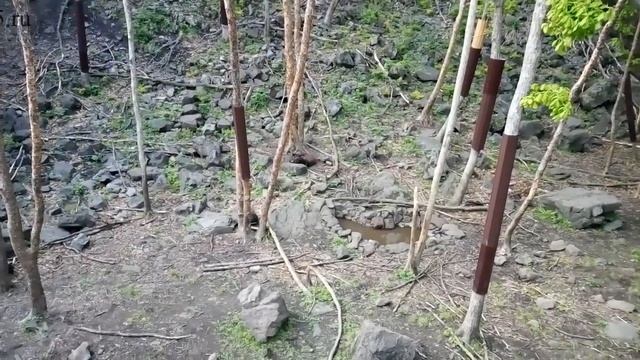 БУРЫЕ И ГИМАЛАЙСКИЕ МЕДВЕДИ ПЕРВЫЙ ДЕНЬ ВМЕСТЕ смотреть онлайн