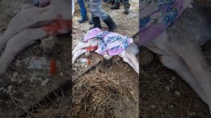 Не простой отел швицкой коровы.