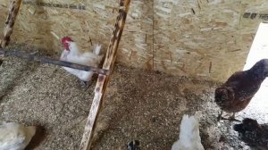 Бресс-гальская порода кур . #брессгальская #своё #хозяйство #куры