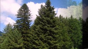 Изучаем хвойные деревья Развивающее видео