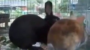 Кролики трахаются. Как.