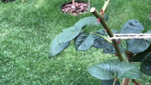 РОЗЫ ТАНТАУ, КОРДЕС ,  ГИЙО, МАССАДА. Http://www.agromaster.ru/ Удобрение