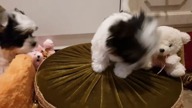 17.12, помет биверов в продаже! смотреть онлайн