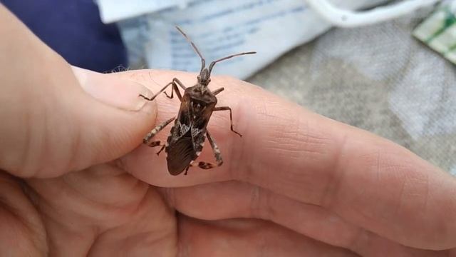 Сосновый семенной клоп - будьте осторожны! смотреть онлайн