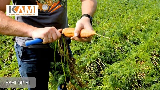 Морковь Бангор F1 смотреть онлайн