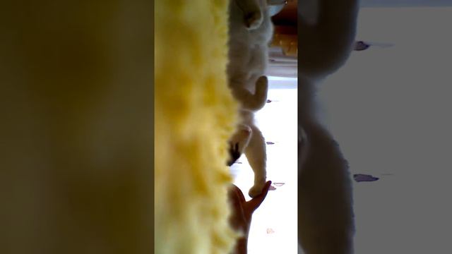 Окошка дрыхнет смотреть онлайн