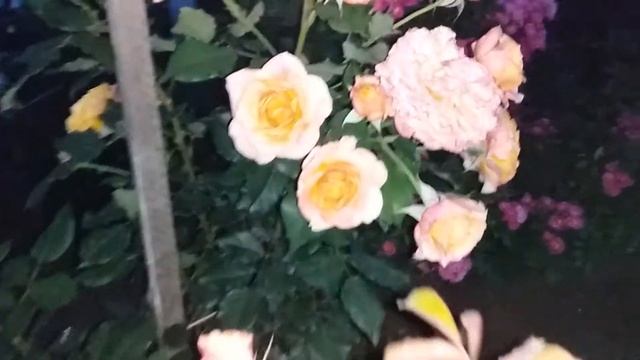 Роза Ла Вилла Котта смотреть онлайн