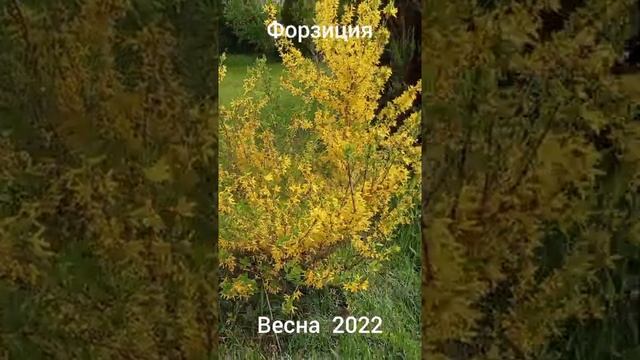 Жёлтый куст. Форзиция. Апрель 2022. смотреть онлайн