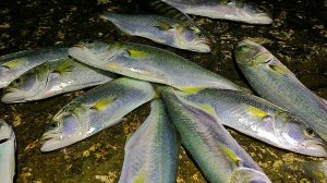 Реализация СТО ПРОЦЕНТОВ. Моя Оснастка на Луфаря, КАК Я ЕГО ЛОВЛЮ. Ночная Рыбалка в Ялте.